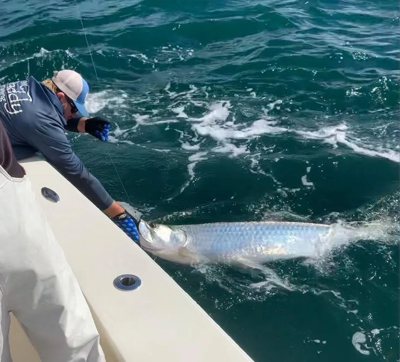 Tarpon released boatside