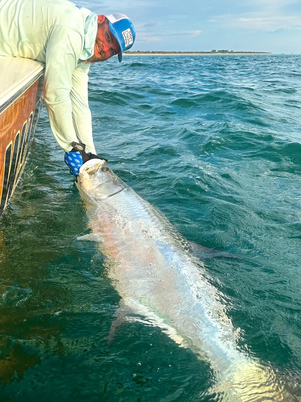 Tarpon being released